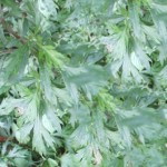 armoise_commune_artemisia-vulgaris